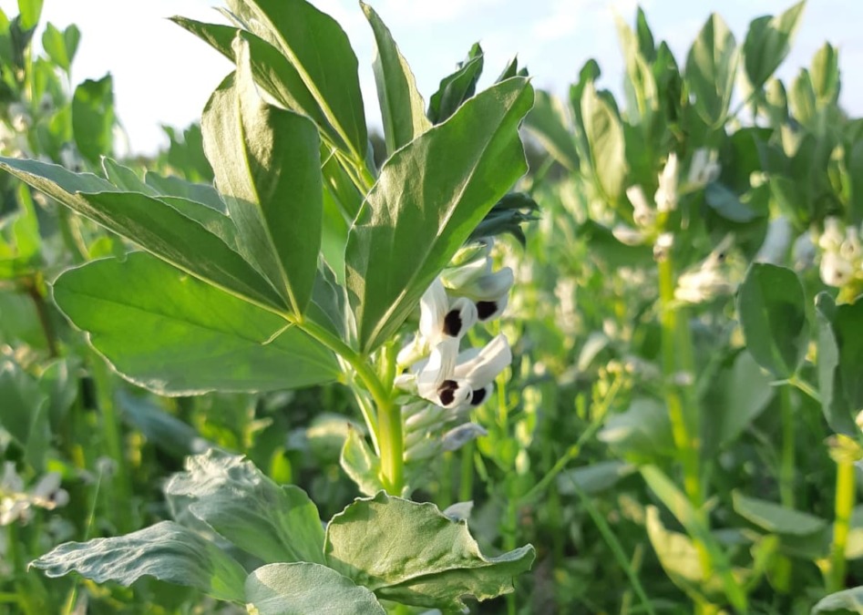 Kuvassa luomuhärkäpapu. All-In -blogin kansikuva. Malinien luomutila on mukana Carbon action -hankkeessa.