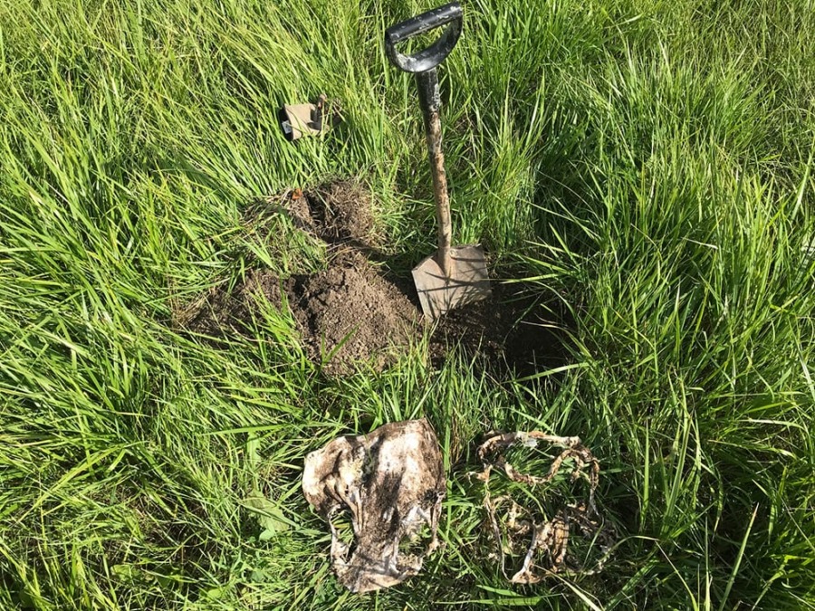 Mathias Weckströmin kilpailukalsareiden kaivuupaikka vuoden 2019 #kalsarihaaste'essa. Kalsarit olivat puuvillaa ja pelkästään kuminauha piti puuvillapaloja kasassa elokuussa.