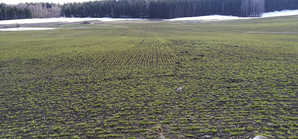 Seppäsen tilan kuminapelto keväällä 20.4.2019.