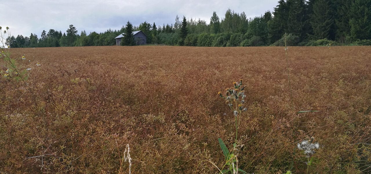 Seppäsen tilan kuminapelto kypsyessä 23.7.2019.