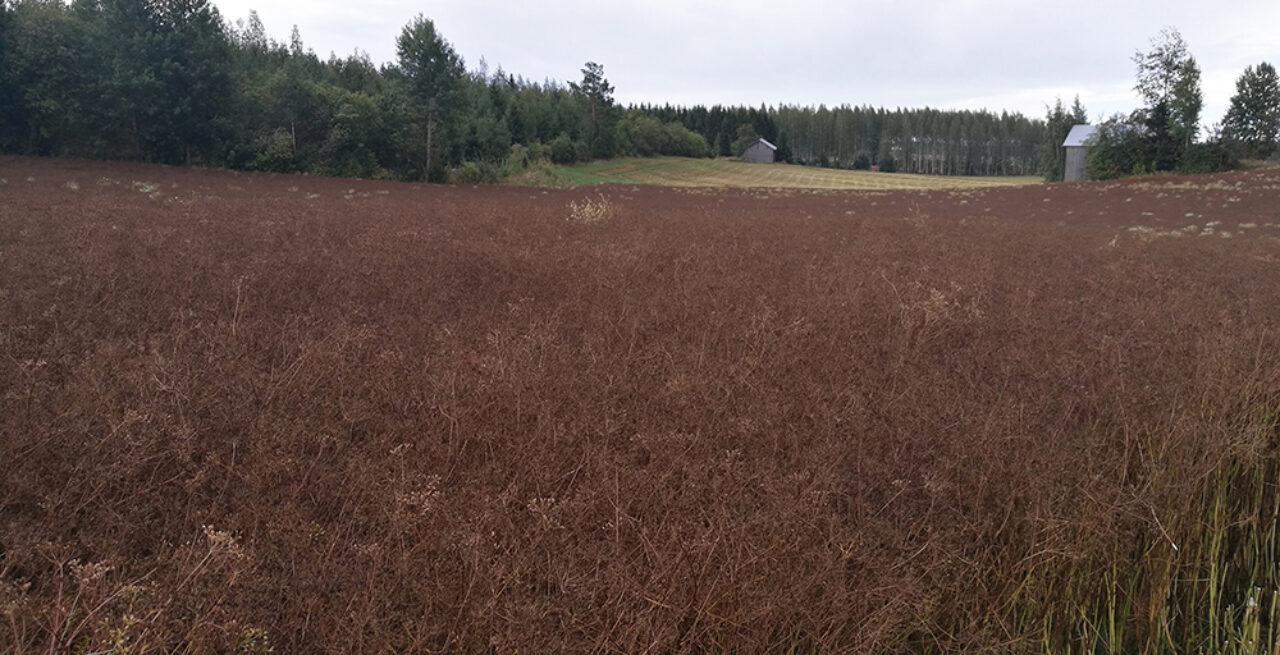 Seppäsen tilan kuminapelto puintiaikoihin elokuussa 2019.