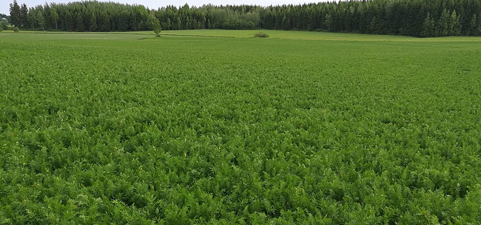 Seppäsen tilan kuminapelto vihreänä 4.6.2019.