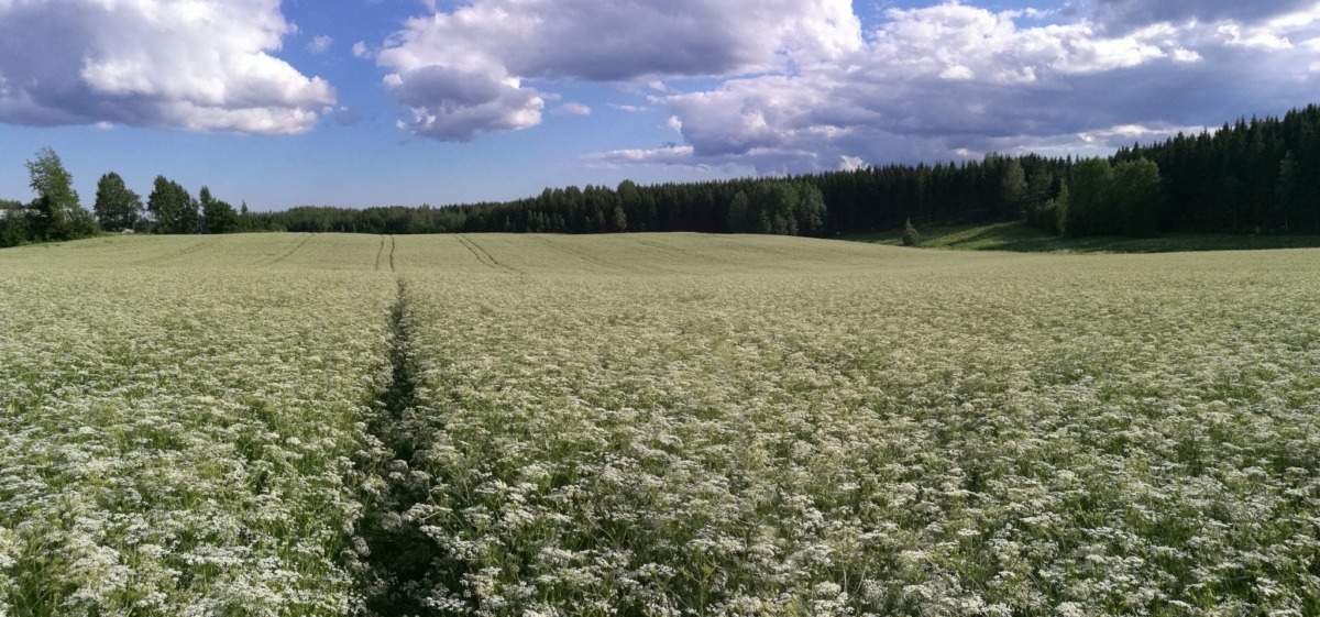 Seppäsen tilan kukkiva kuminapelto.