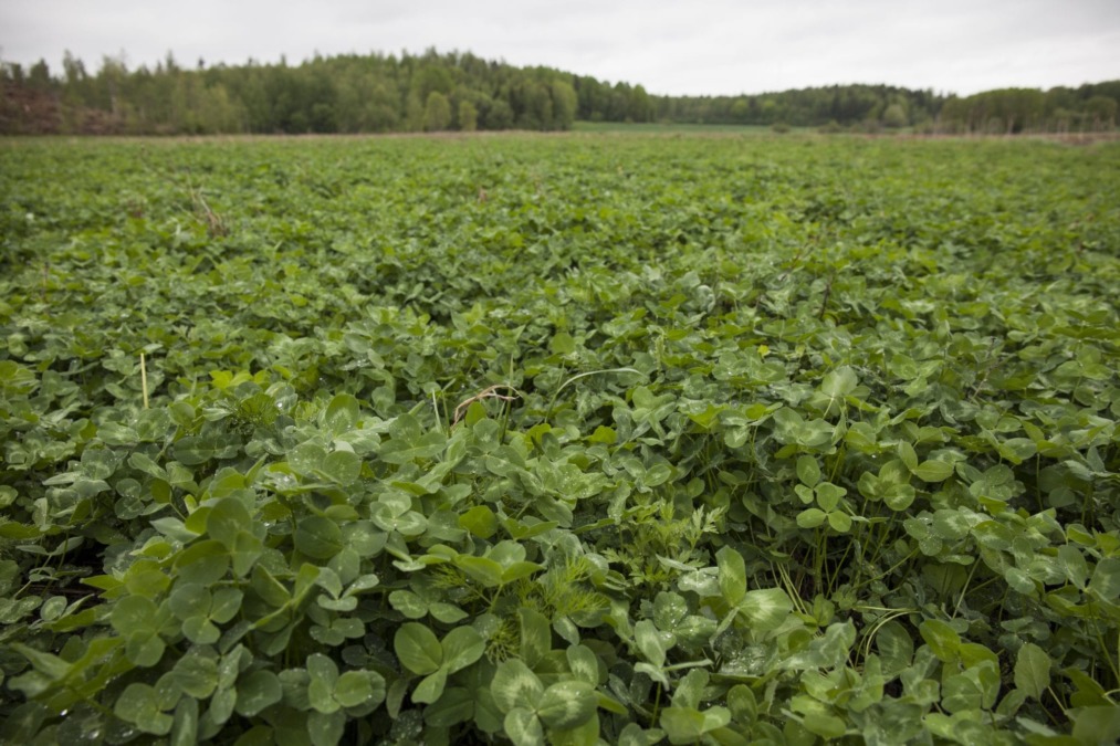 Kuvassa apilapelto. Hykerrys-hankkeen blogin kansikuva