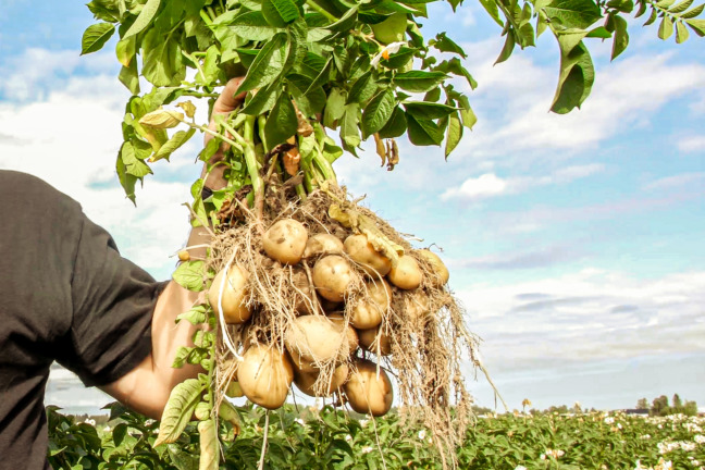 Tärkkelysperunaa nostettuna pellosta.