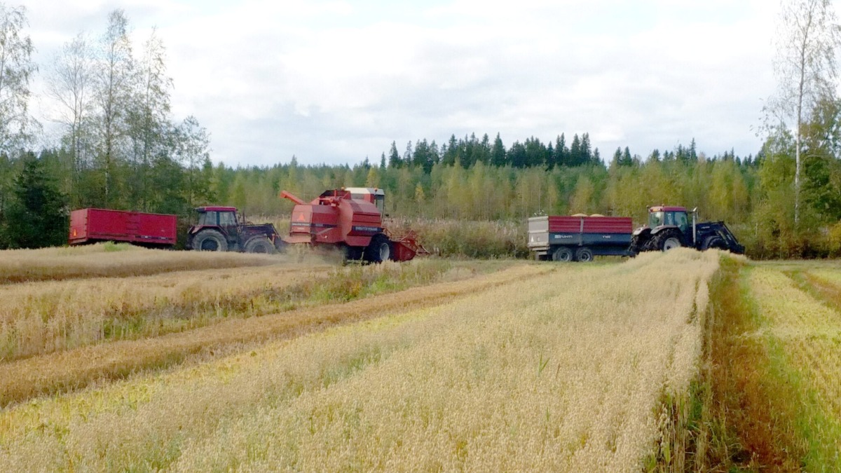 Mäntylä tila on käyttänyt vaikeilla lohkoillaan apuna Soilfoodin Tehokalkkeja ja Ravinnekalkkea
