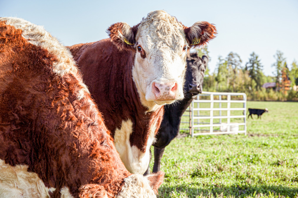 Tommi Hasun luomutilan lehmät laitumella.