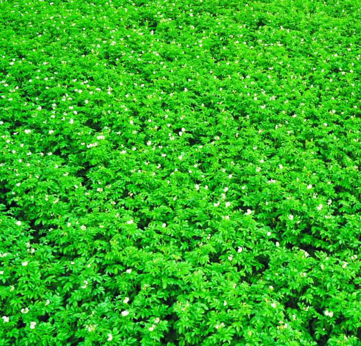 Kukkiva perunapelto.