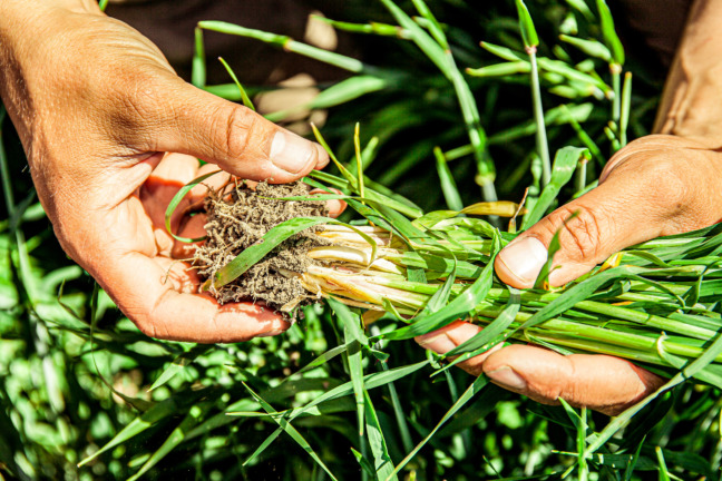 Kannattavuutta ja kasvukuntoa viljelyyn sekä uusia sivuvirtoja hyötykäyttöön
