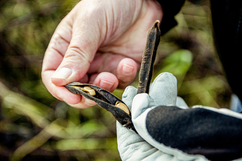 Vilénit siirtyivät luomuviljelyyn vuonna 1995.