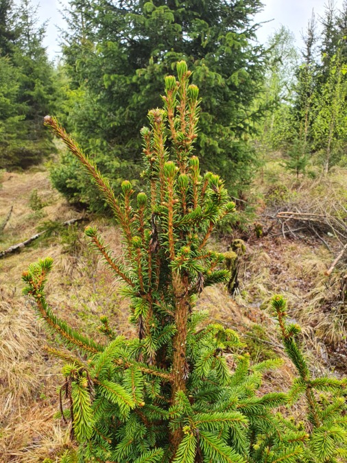 kuusen taimi, vioitus, boorilannoitus