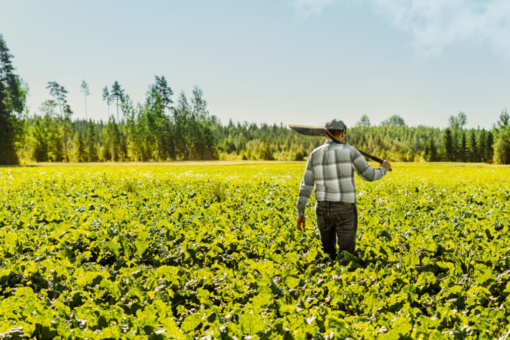 Viljelijä juurikaspelto
