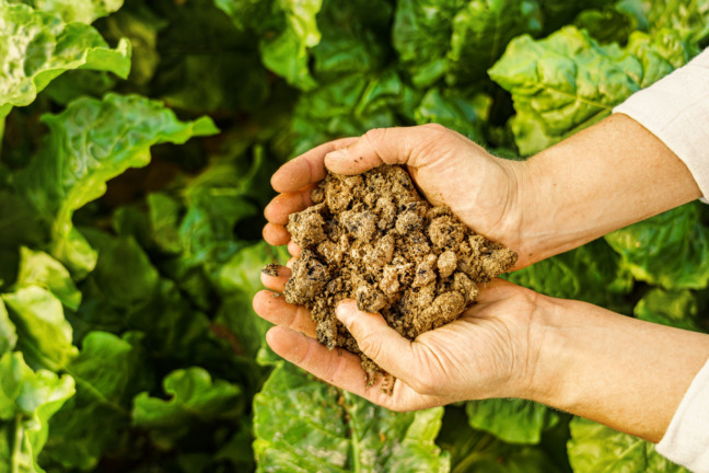 Maanparannuskuitu hiilinielut