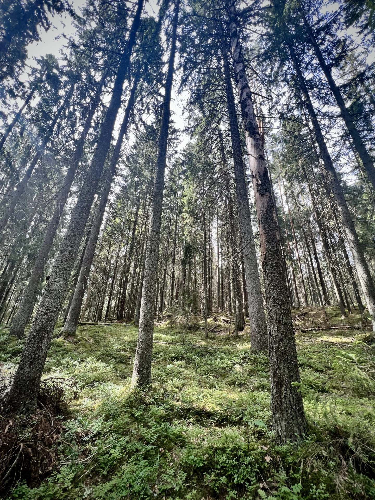 Tomteskog, suojeltu metsä