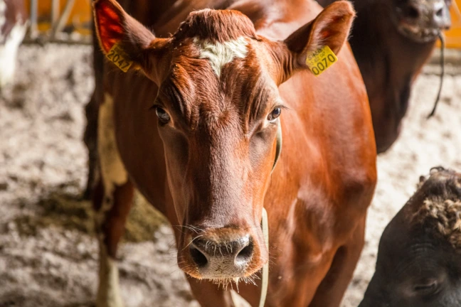 Soilfood Wälly Kuivikekuitu
